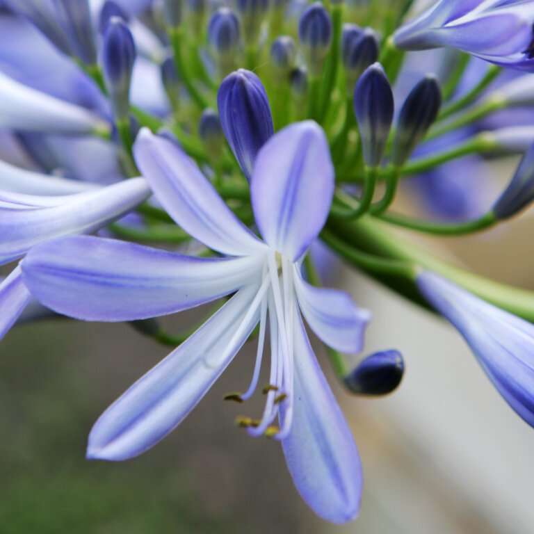 Detailaufnahme Blüte