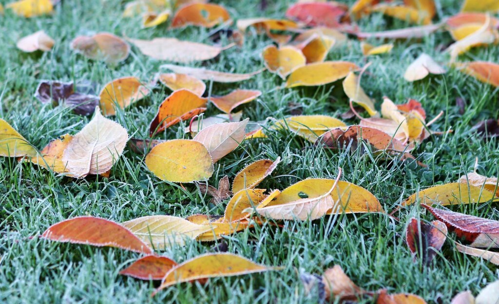 Laub im Garten: Wie es sich effektiv nutzen lsst | Landlust