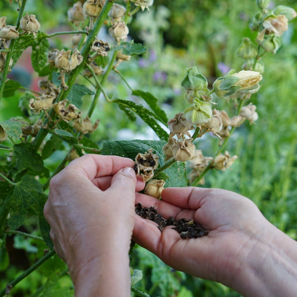 Steckrosen-Samen sammeln und aussäen