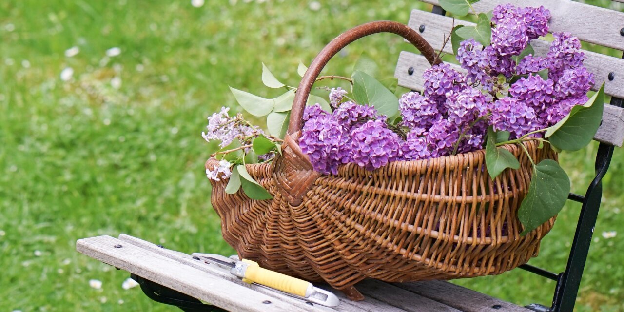 So hält Flieder in der Vase