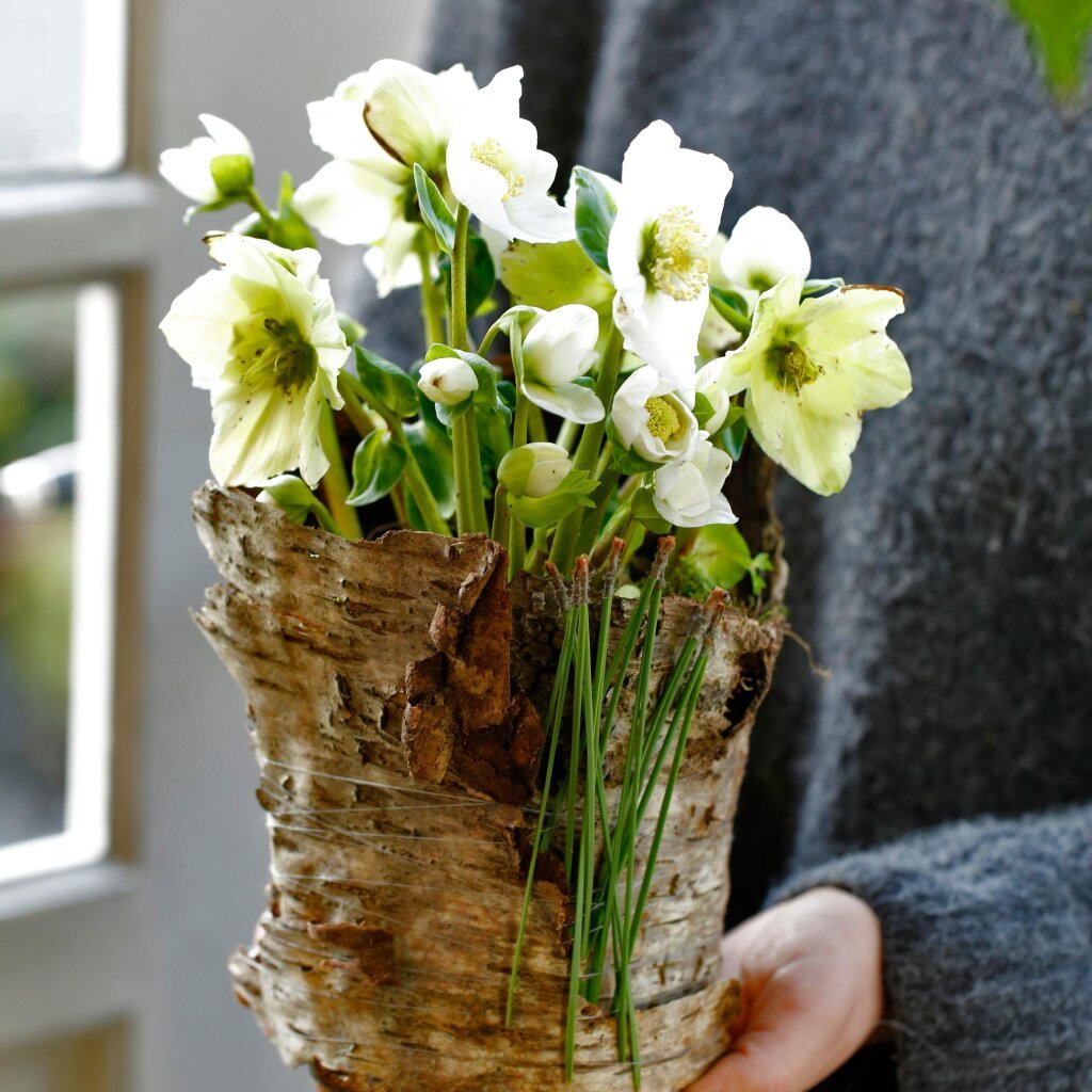 Weihnachtsblumen: Sechs Ideen für den Zimmergarten