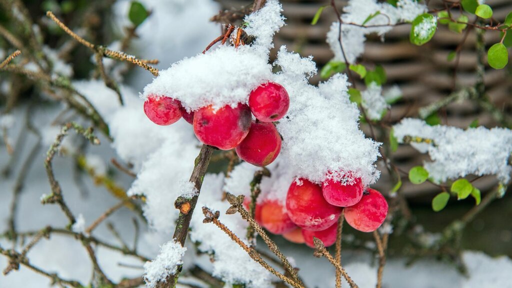 Beeren im Schnee