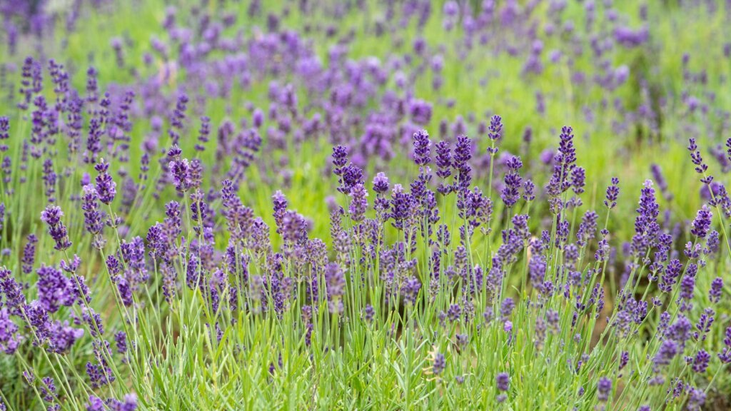 Mit den Blüten des Lavendels