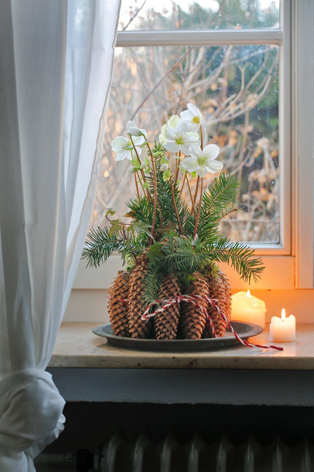 Weihnachtsblumen: Sechs Ideen für den Zimmergarten